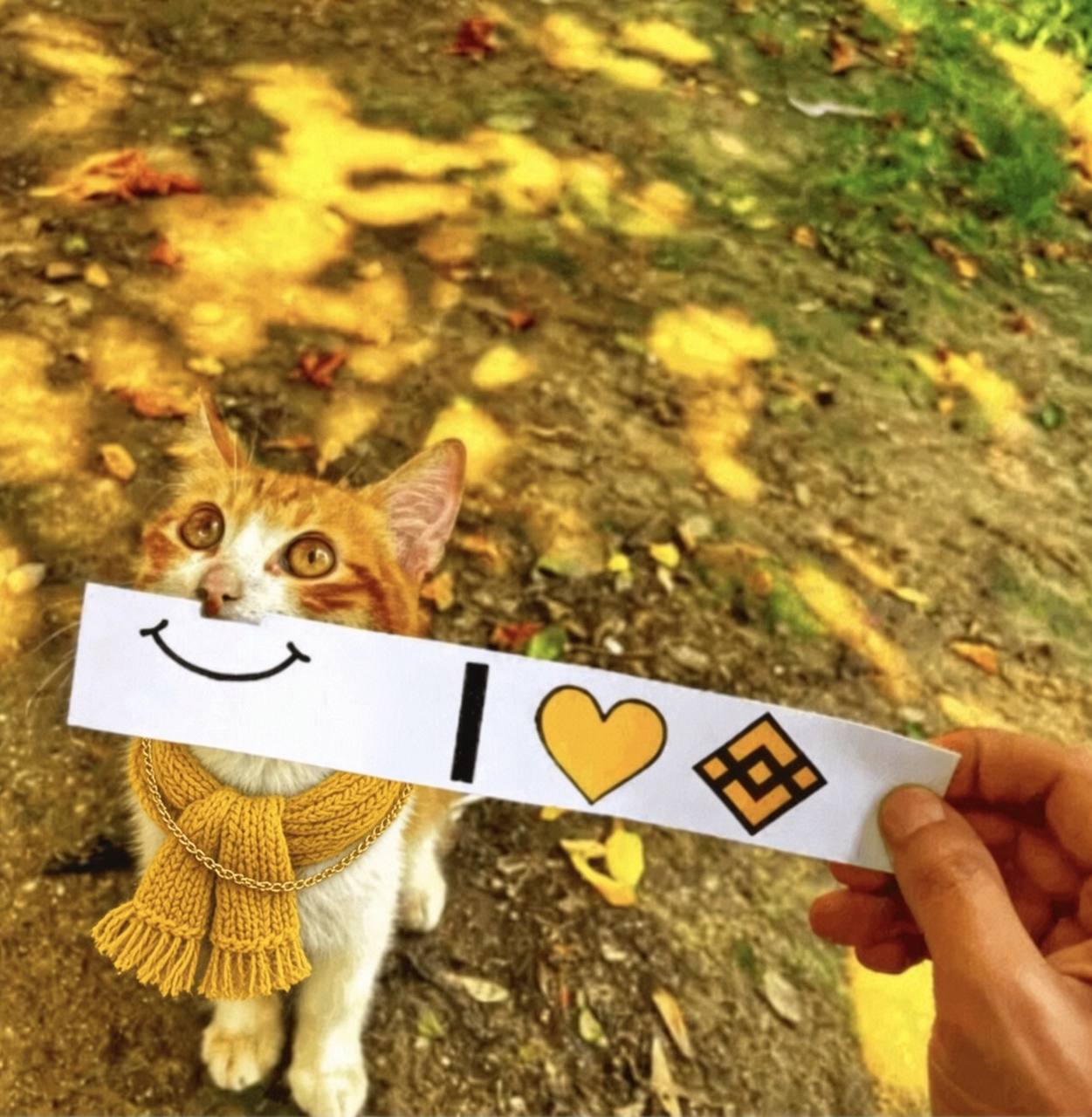 The original BscCat photo — an orange and white cat in a yellow scarf holding an 'I love BNB' sign