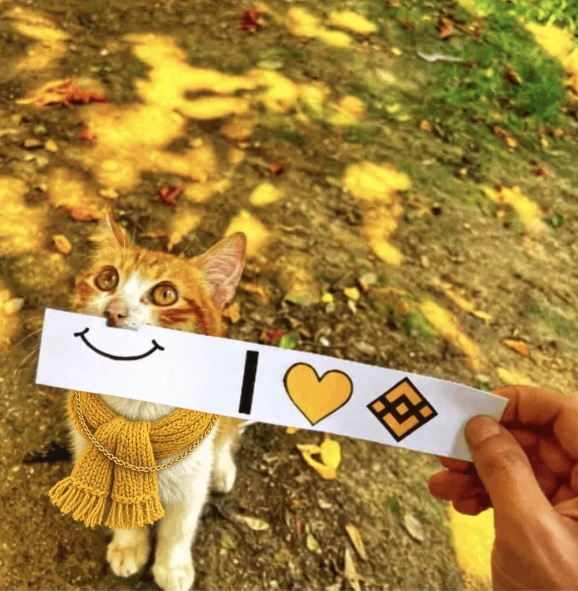 The original BscCat photo